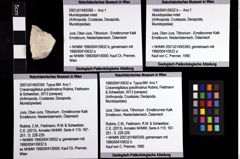 Foto (Objket + Etiketten) von Cracensigillatus gracilirostrus (Robins, Feldmann & Schweitzer, 2013) 